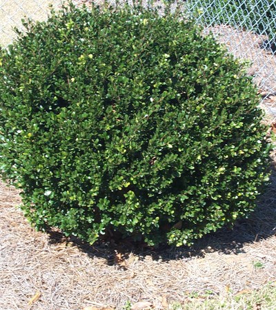 Japanese Holly Compacta